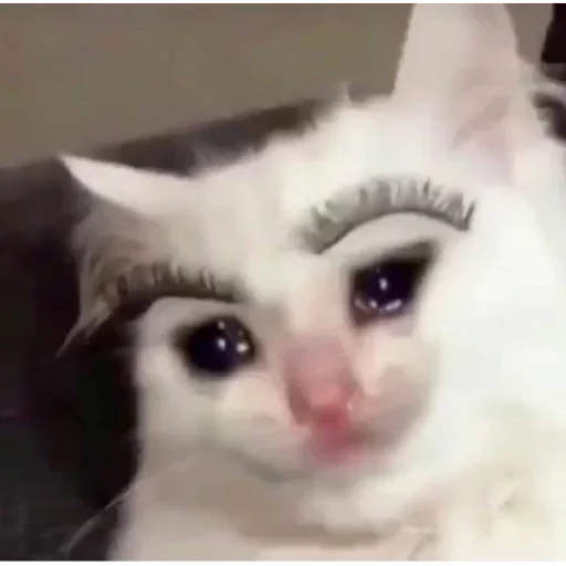 😎 Стикер «my idiotics cat» для Telegram