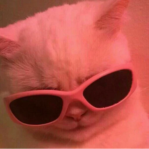 🤨 Стикер «my idiotics cat» для Telegram