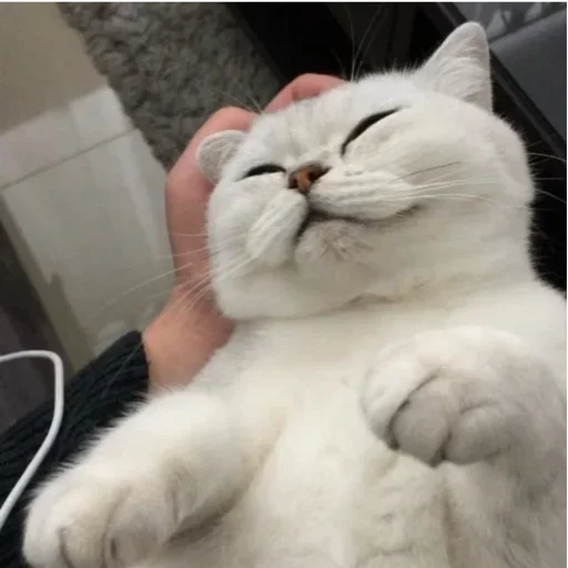 😛 Стикер «my idiotics cat» для Telegram