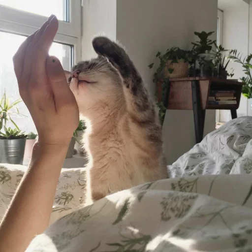 🥳 Стикер «my idiotics cat» для Telegram