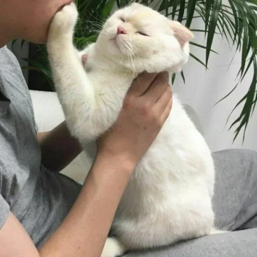 😕 Стикер «my idiotics cat» для Telegram