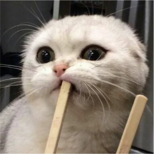😍 Стикер «my idiotics cat» для Telegram