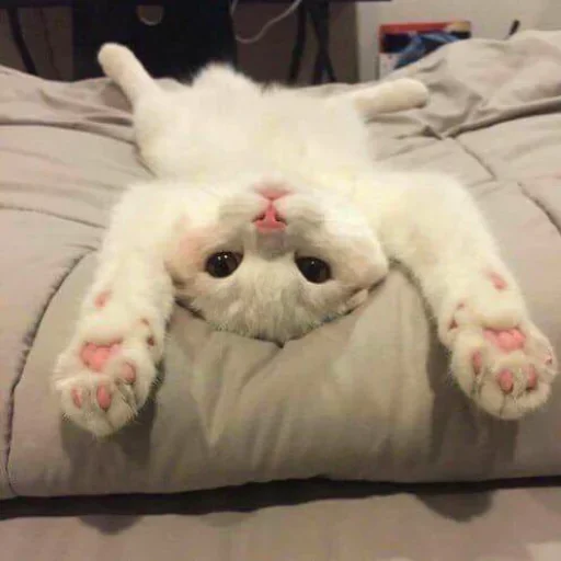 🤓 Стикер «my idiotics cat» для Telegram