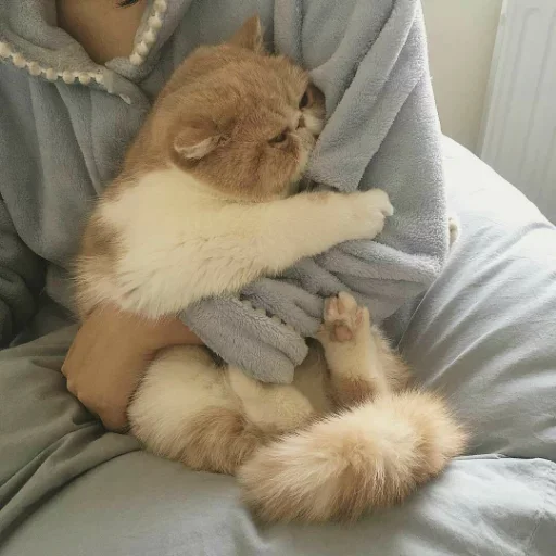🥰 Стикер «my idiotics cat» для Telegram