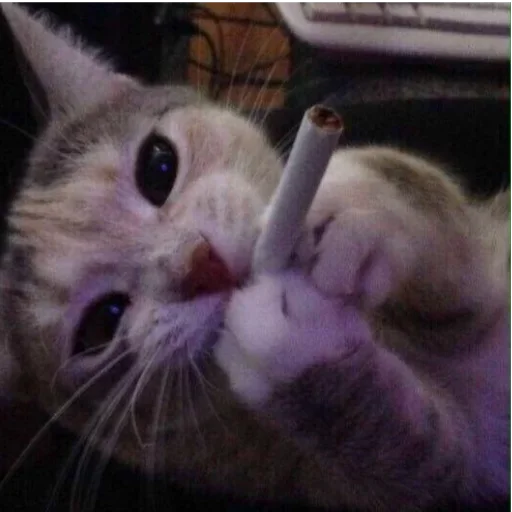 Стикерпак my idiotics cat для Telegram