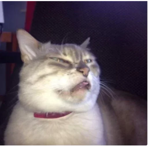 😛 Стикер «my idiotics cat» для Telegram