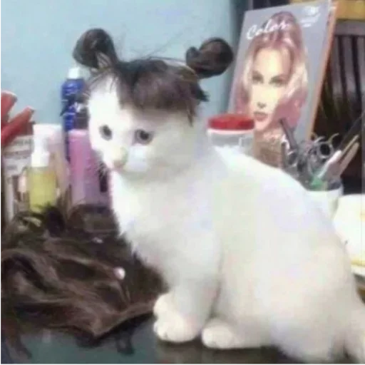 🥳 Стикер «my idiotics cat» для Telegram