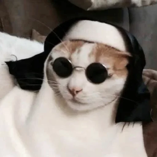 🥰 Стикер «my idiotics cat» для Telegram