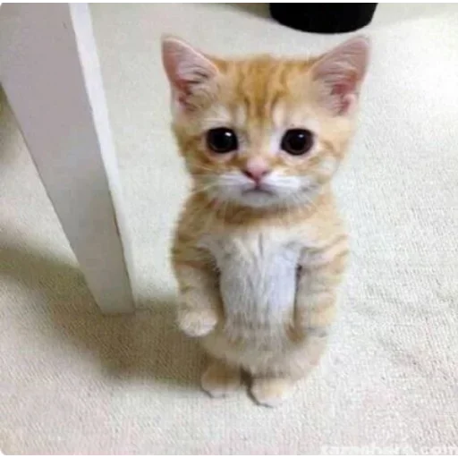 😝 Стикер «my idiotics cat» для Telegram