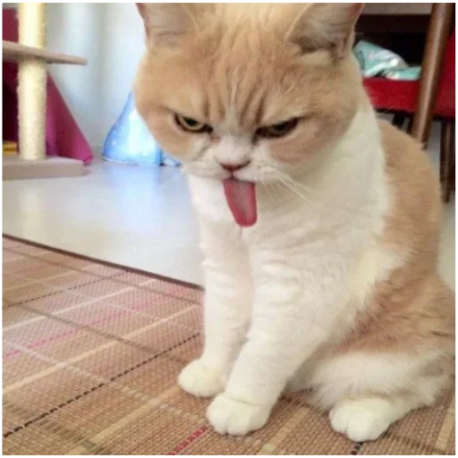 😜 Стикер «my idiotics cat» для Telegram