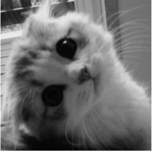 😝 Стикер «my idiotics cat» для Telegram