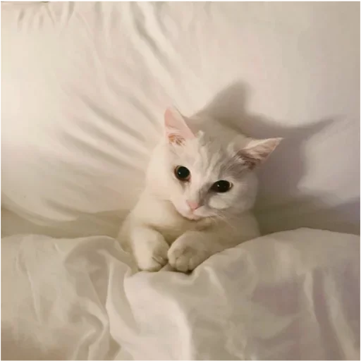 🤩 Стикер «my idiotics cat» для Telegram