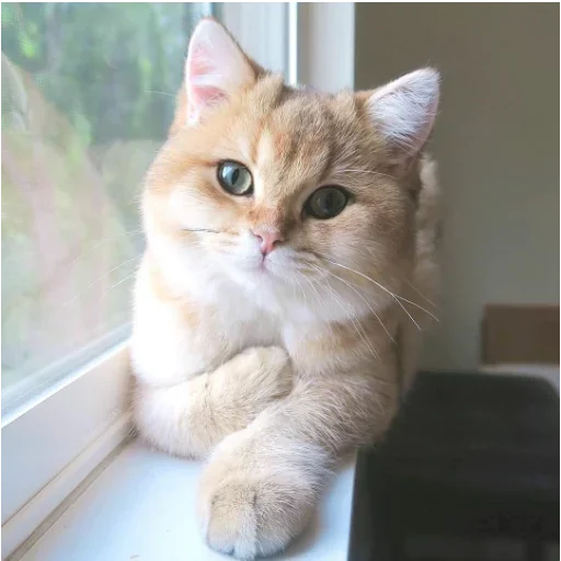 🤩 Стикер «my idiotics cat» для Telegram