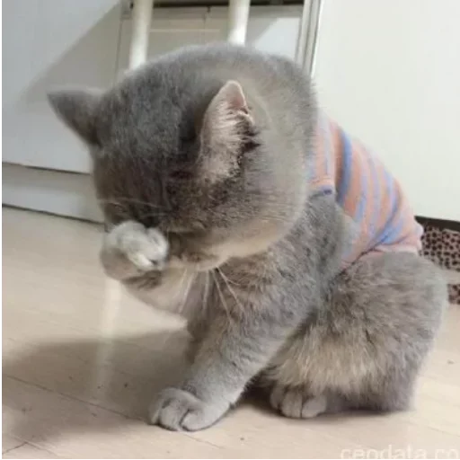 😋 Стикер «my idiotics cat» для Telegram
