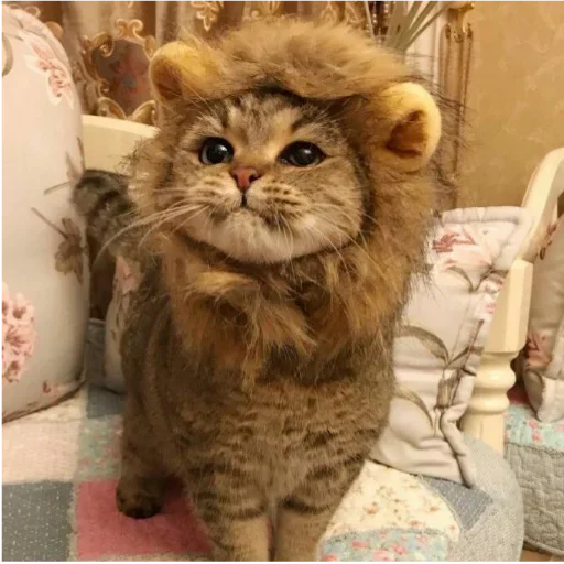 😕 Стикер «my idiotics cat» для Telegram