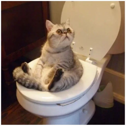 🤩 Стикер «my idiotics cat» для Telegram
