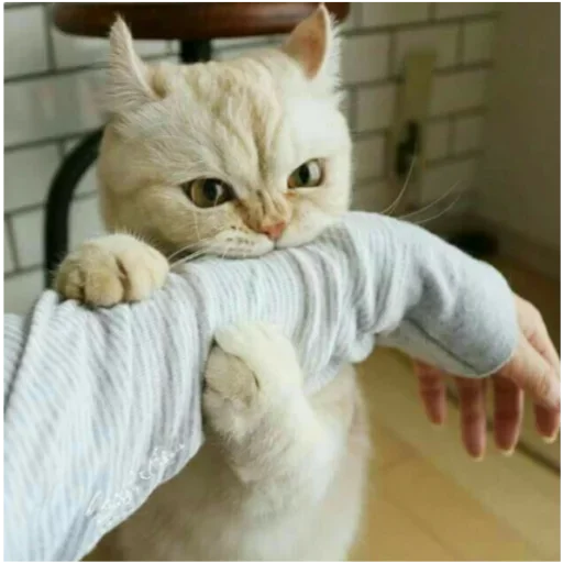 🤩 Стикер «my idiotics cat» для Telegram