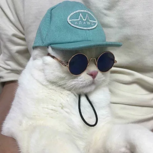 🤪 Стикер «my idiotics cat» для Telegram