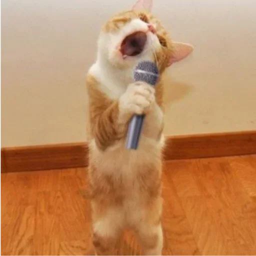 😏 Стикер «my idiotics cat» для Telegram