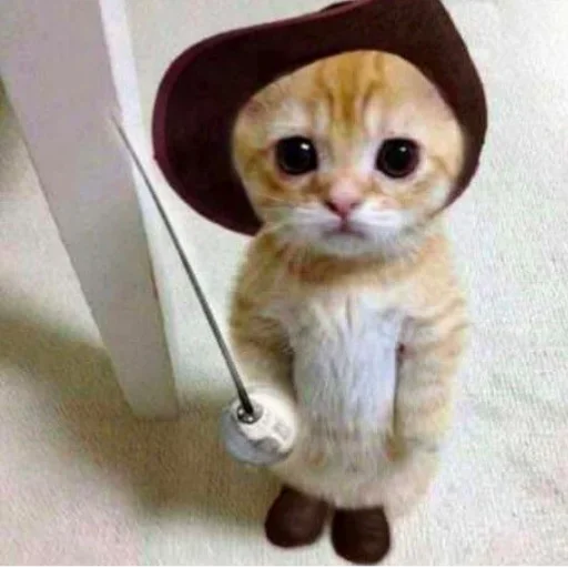 🥳 Стикер «my idiotics cat» для Telegram
