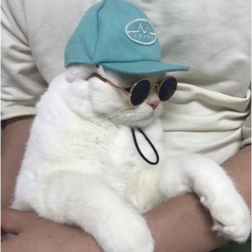 😝 Стикер «my idiotics cat» для Telegram