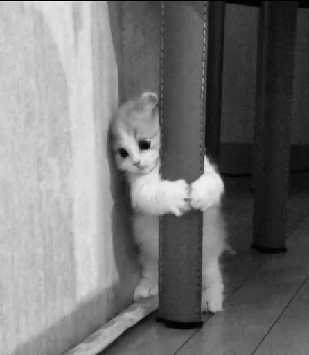 🫣 Стикер «my kittes» для Telegram