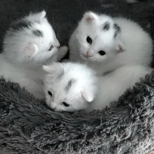 👶 Стикер «my kittes» для Telegram