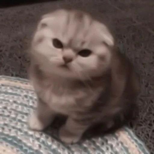 😠 Стикер «my kittes» для Telegram