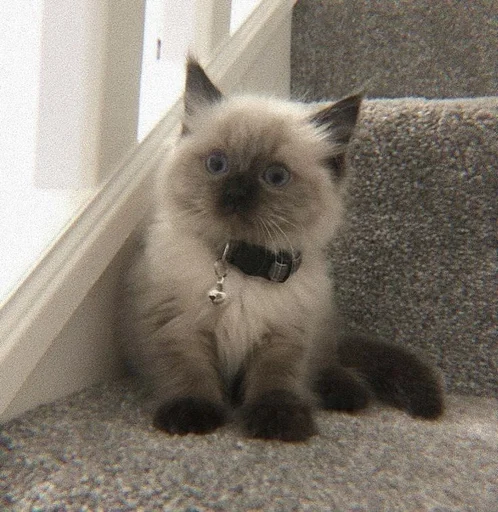 😲 Стикер «my kittes» для Telegram