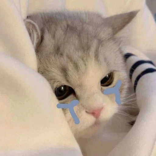 😭 Стикер «my kittes» для Telegram