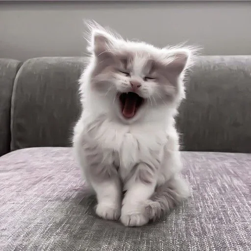 😪 Стикер «my kittes» для Telegram