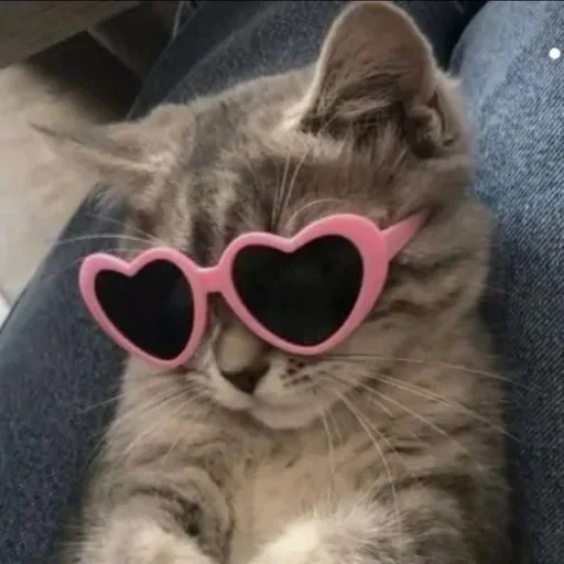 😎 Стикер «my kittes» для Telegram