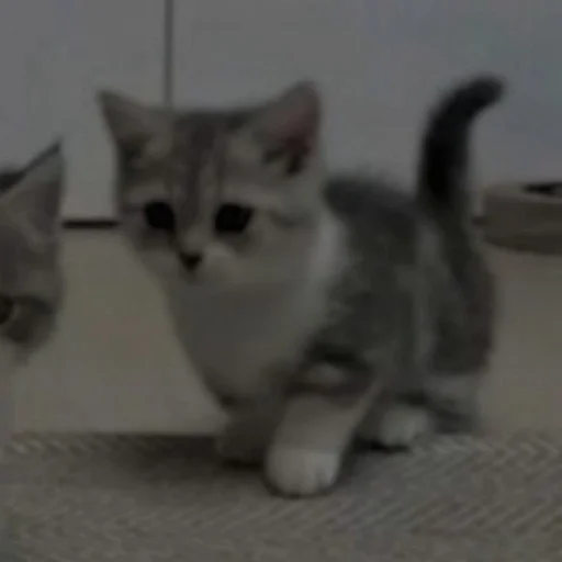 🎃 Стикер «my kittes» для Telegram