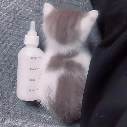 🍼 Стикер «my kittes» для Telegram