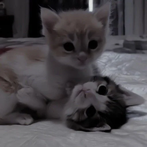 🌸 Стикер «my kittes» для Telegram