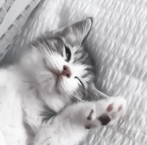 😉 Стикер «my kittes» для Telegram