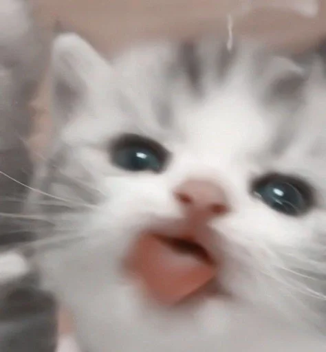 😛 Стикер «my kittes» для Telegram