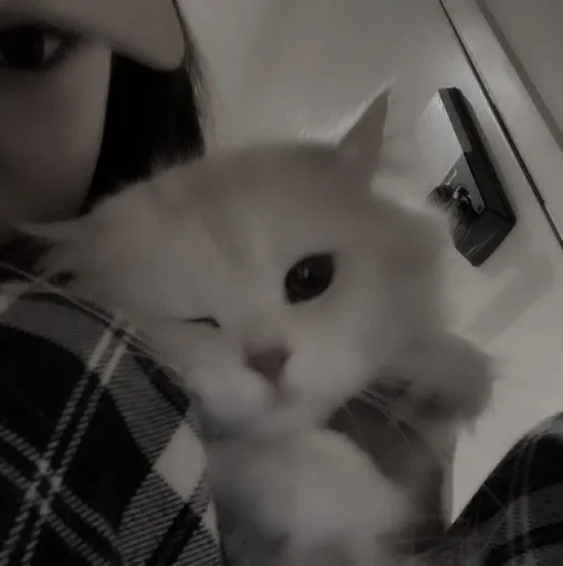 🎀 Стикер «my kittes» для Telegram