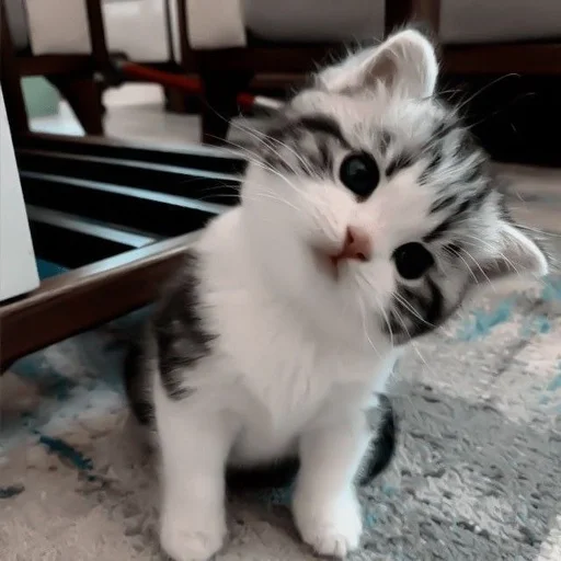 😼 Стикер «my kittes» для Telegram