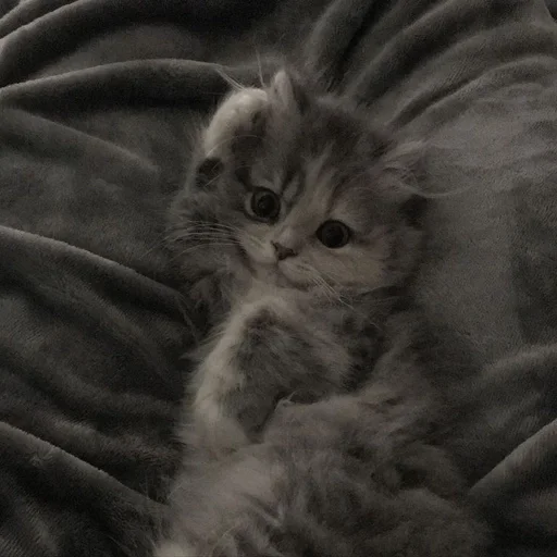 😝 Стикер «my kittes» для Telegram