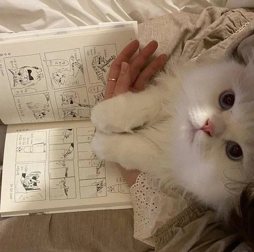 🪶 Стикер «my kittes» для Telegram