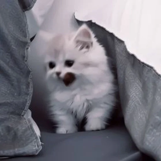 🫠 Стикер «my kittes» для Telegram
