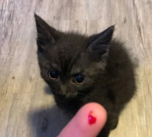 🤬 Стикер «my kittes» для Telegram