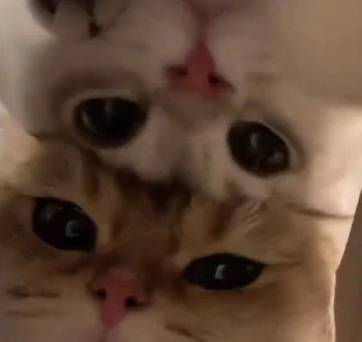 ❤️‍🔥 Стикер «my kittes» для Telegram