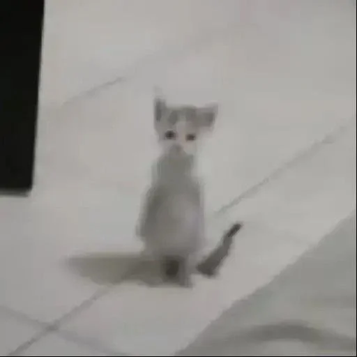 🪩 Стикер «my kittes» для Telegram