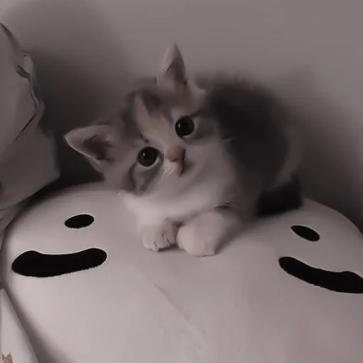 🫥 Стикер «my kittes» для Telegram
