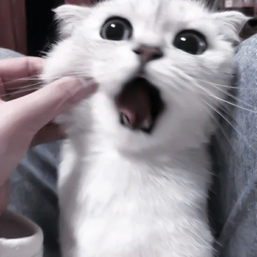 😫 Стикер «my kittes» для Telegram