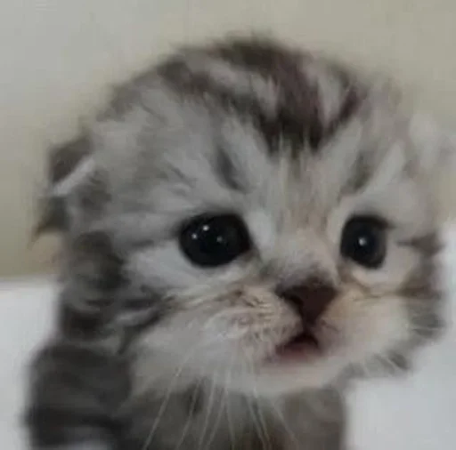 🧴 Стикер «my kittes» для Telegram