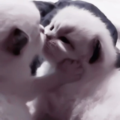😘 Стикер «my kittes» для Telegram