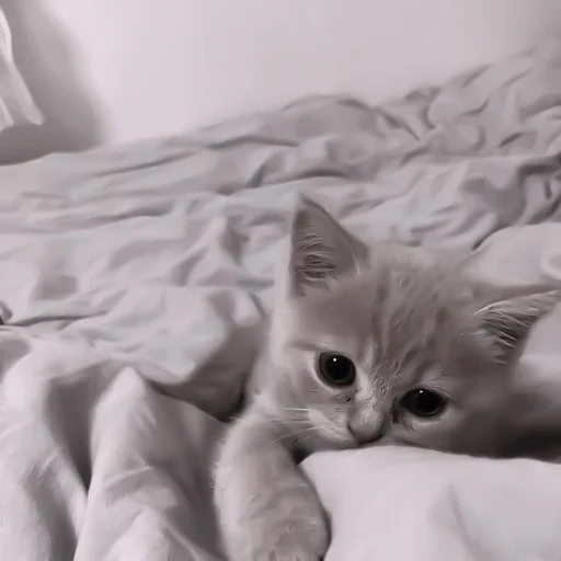 😵‍💫 Стикер «my kittes» для Telegram